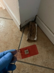 Mold Test Baseboard